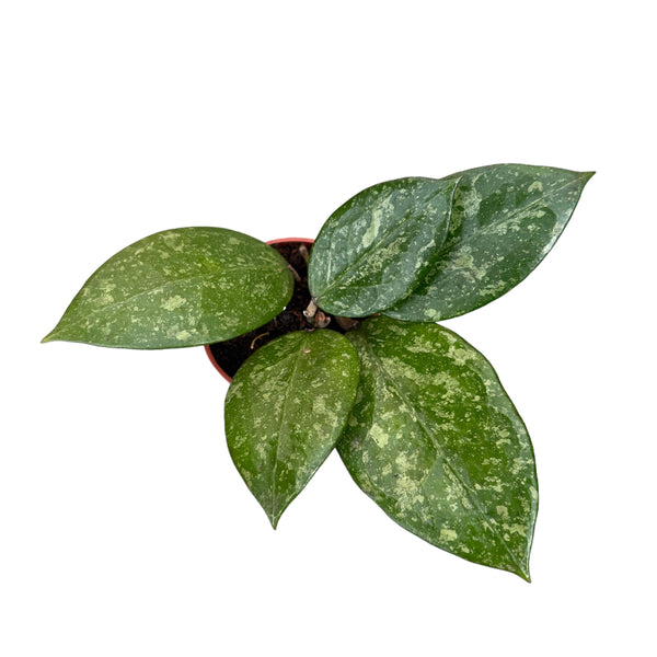 Hoya verticillata 'Splash'