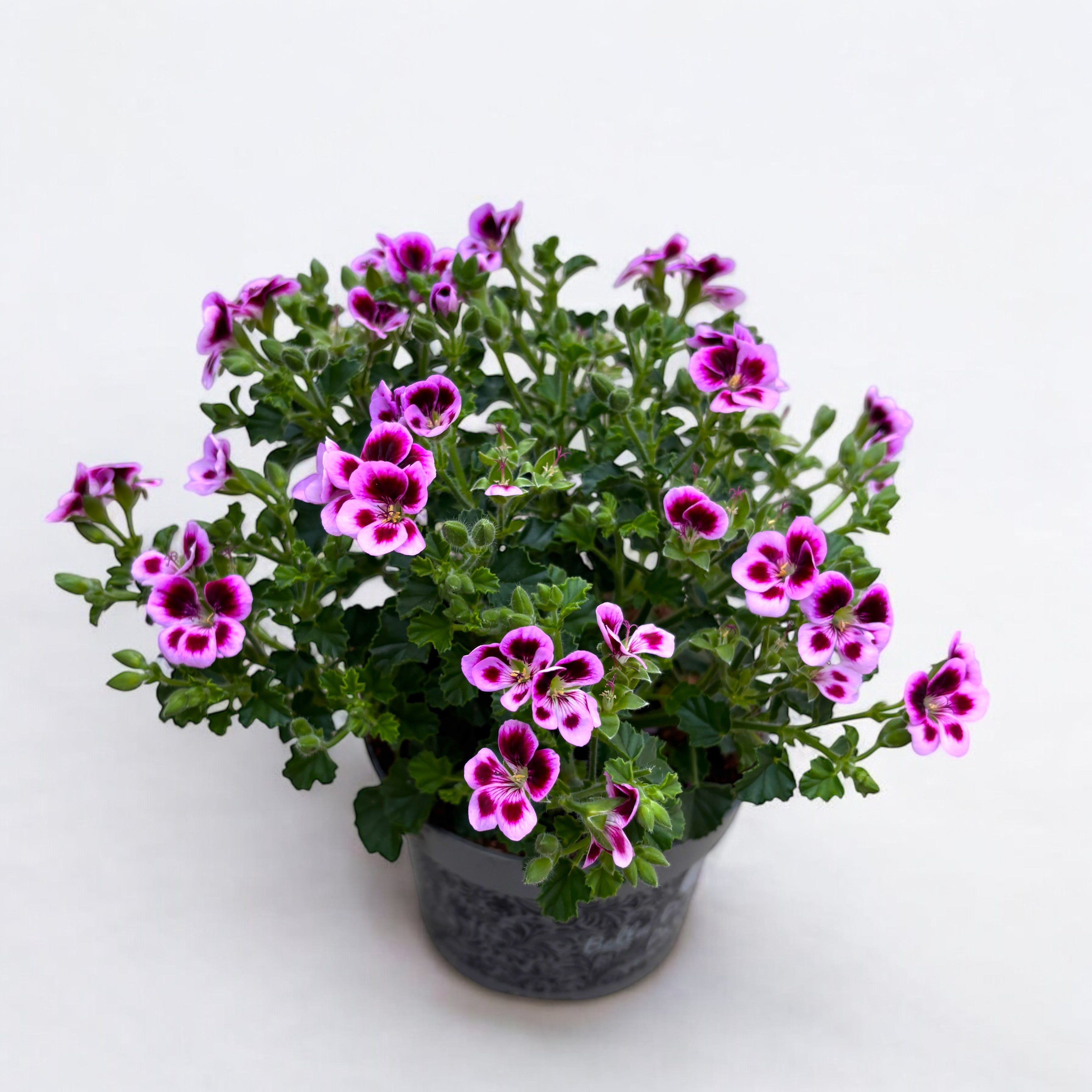 Muscate antitantari parfumate  - Pelargonium ‘Angel Parfum Jady’