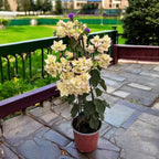 Bougainvillea cu flori duble albe - Bougainvillea dobrada 'White'