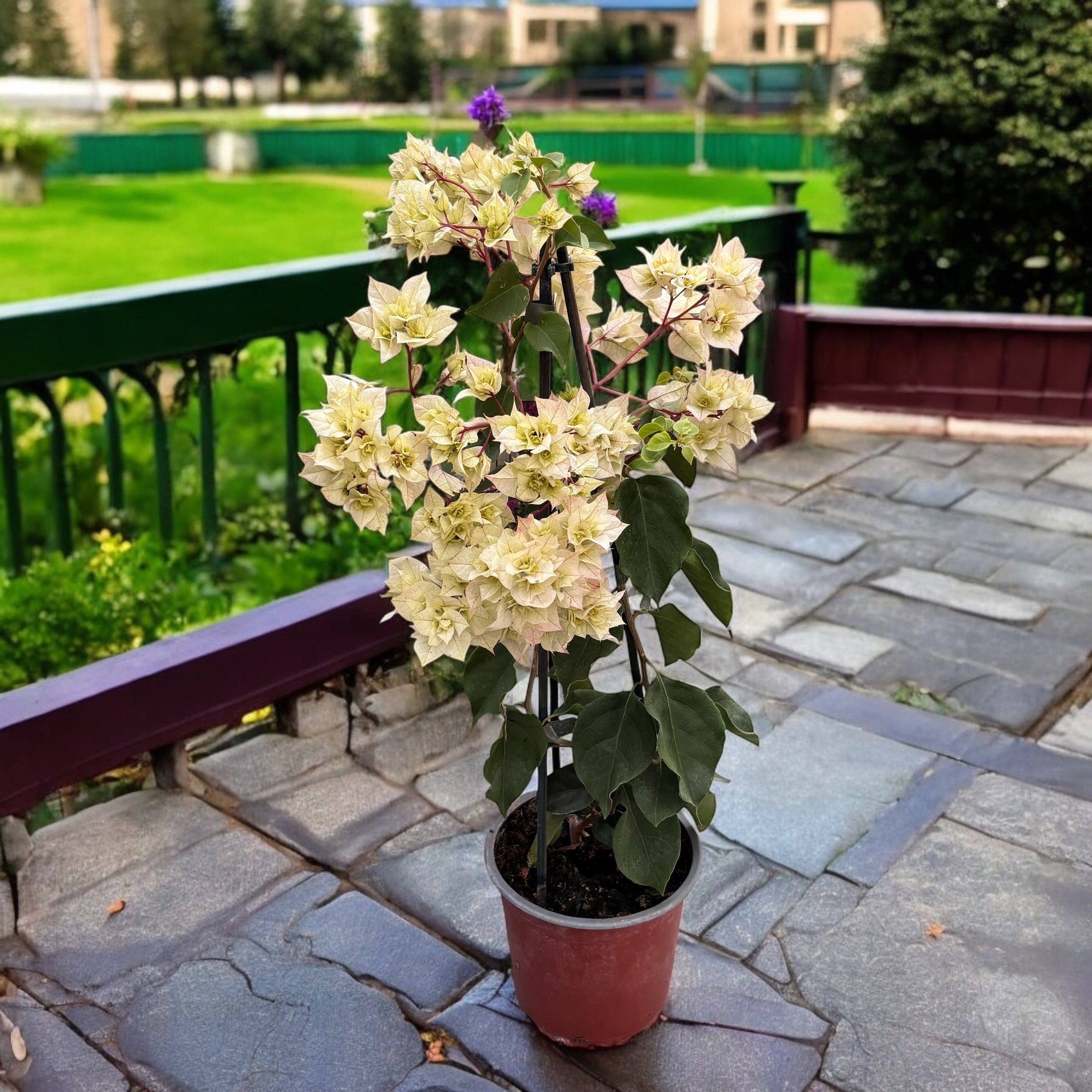 Bougainvillea cu flori duble albe - Bougainvillea dobrada 'White'