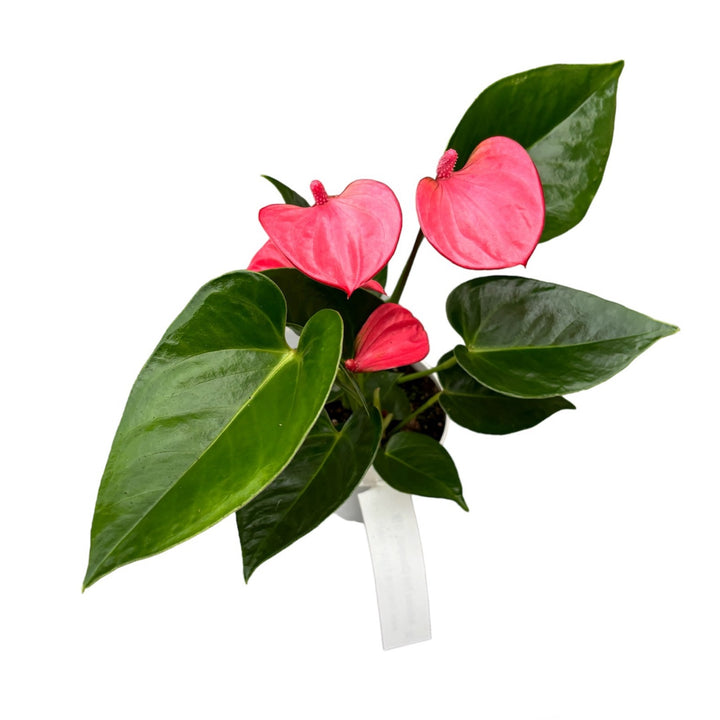 Anthurium Pink Champion