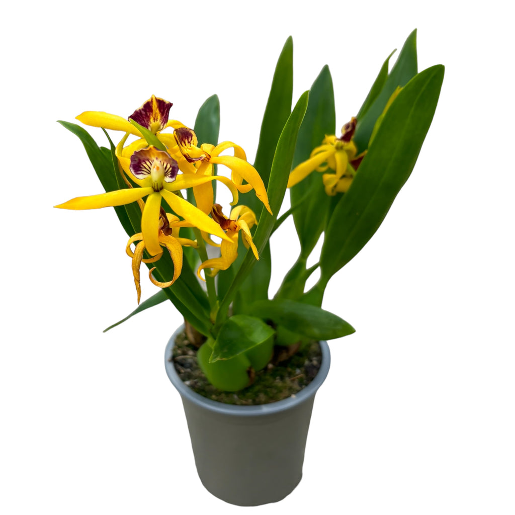 Prosthechea (Encyclia) cochleata var. cochleata - αρωματική