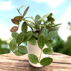Hoya elliptica (Hoya Guscio di Tartaruga) - vasi pieni