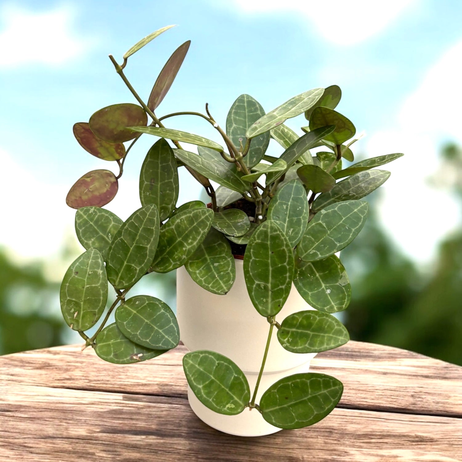 Hoya elliptica (Turtle Shell Hoya) - full pots