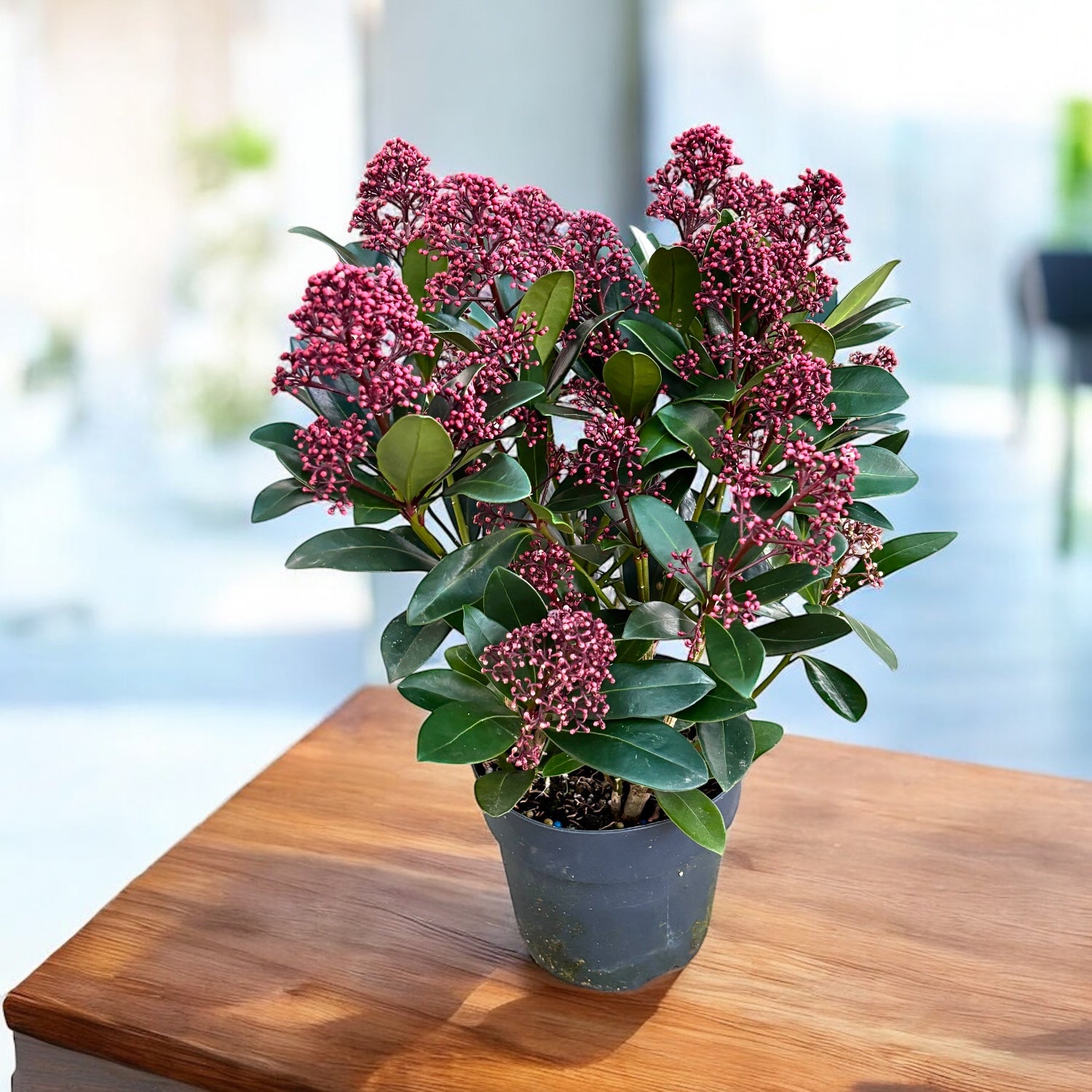 Skimmia Japonica Rubella (Liliacul japonez) 3 plante/ghiveci