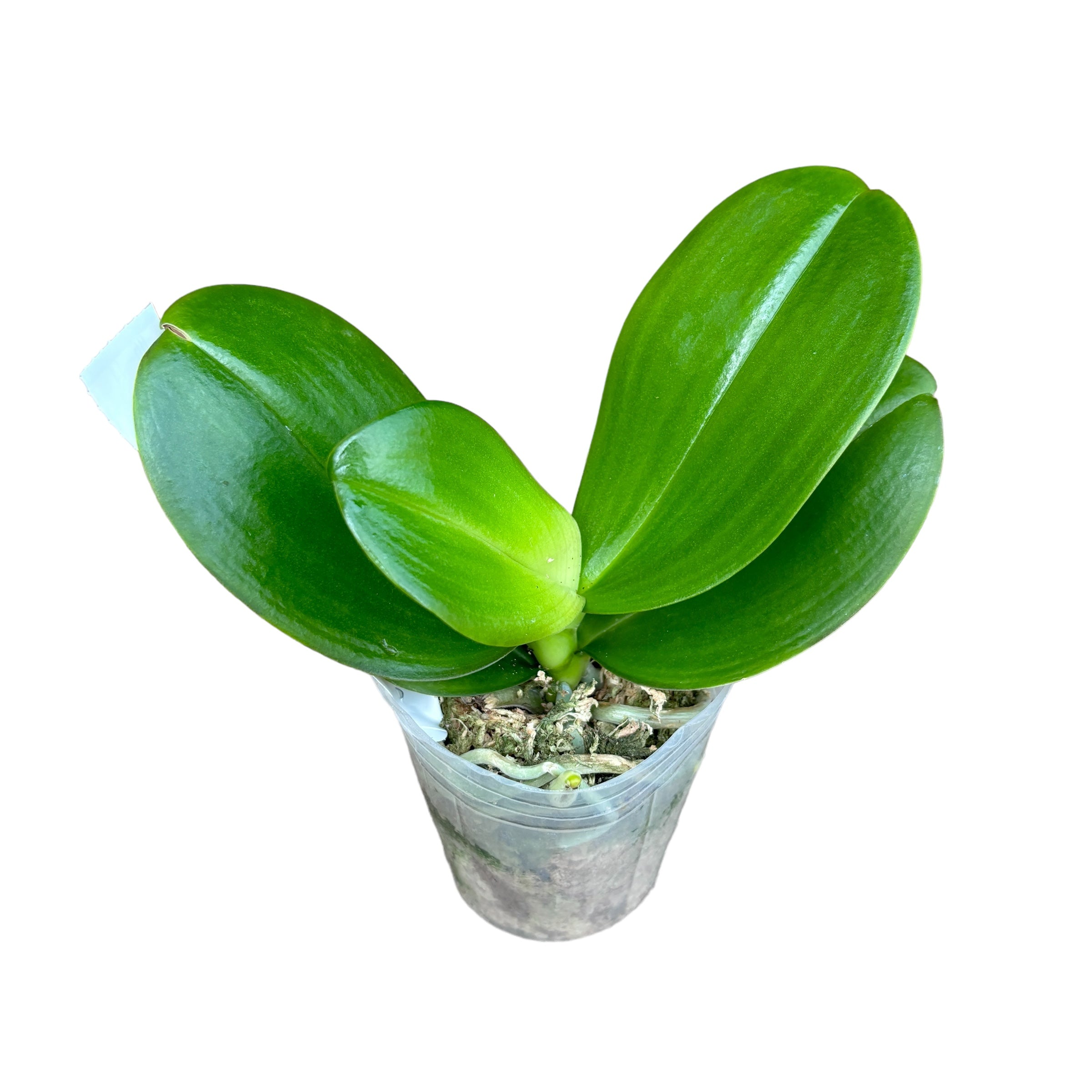 Phalaenopsis Tying Shin Smart (peloric)