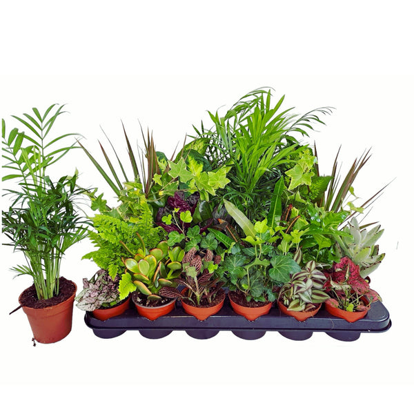 Green plants mix D8 - set of 8 different pieces