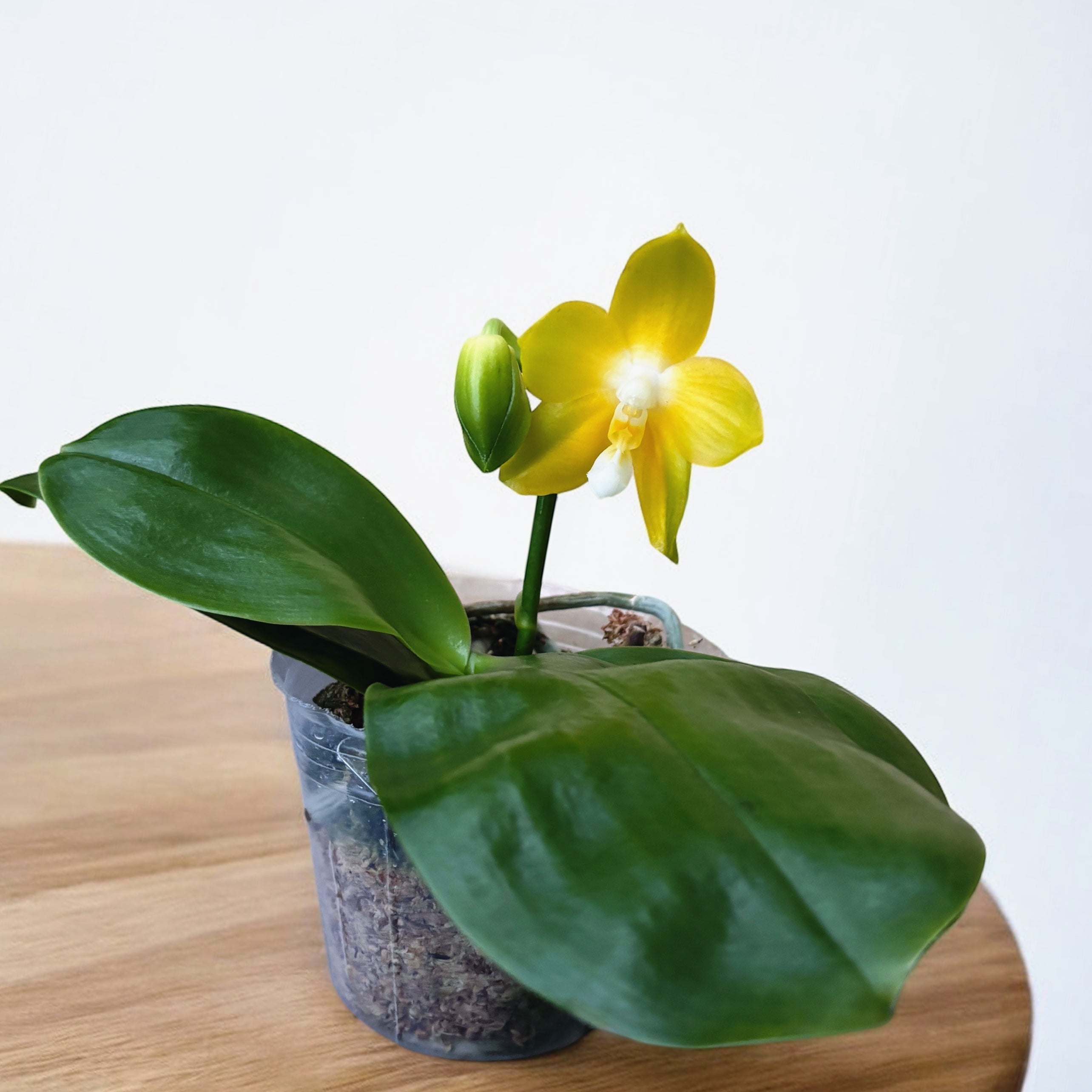 Phalaenopsis Miki Deep Coffee Turtledove 'Watermelon' - fiori intensamente profumati