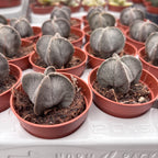 Astrophytum myriostigma D5