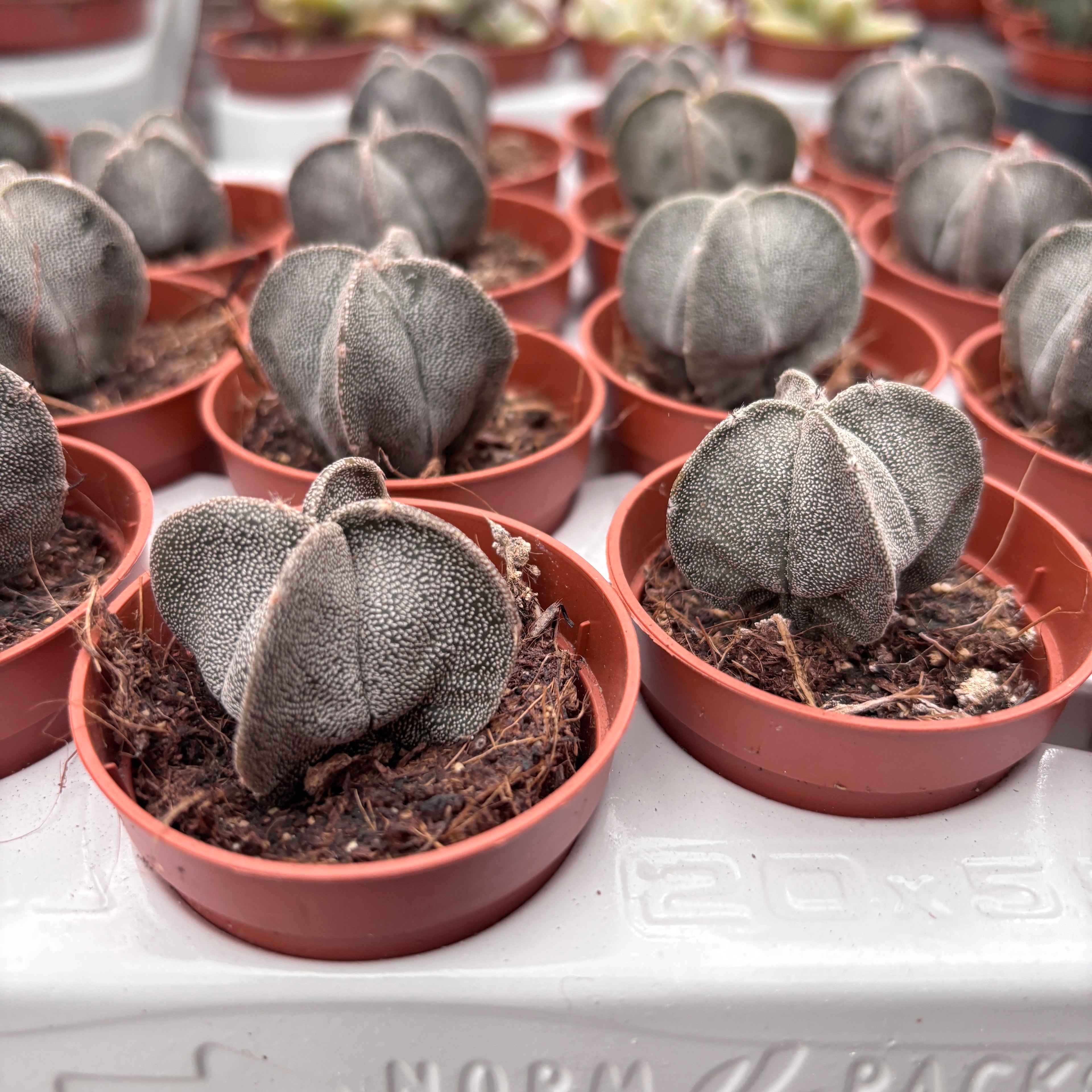 Astrophytum myriostigma D5