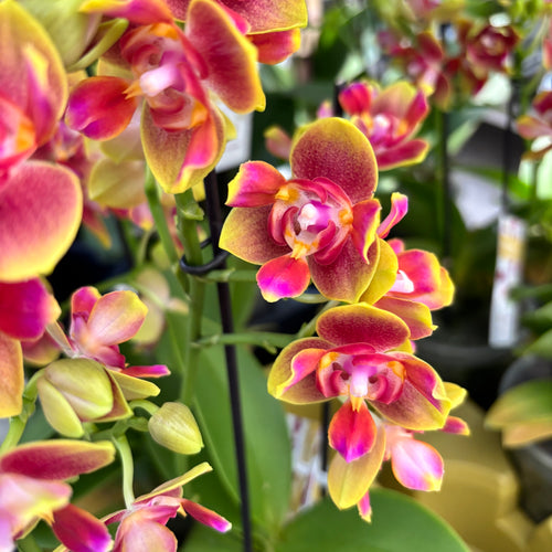 Phalaenopsis Rising Sun - fleurs peloriques parfumées