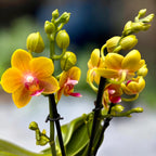 Phalaenopsis Reyoung Romance (Lioulin Orange) - flori parfumate