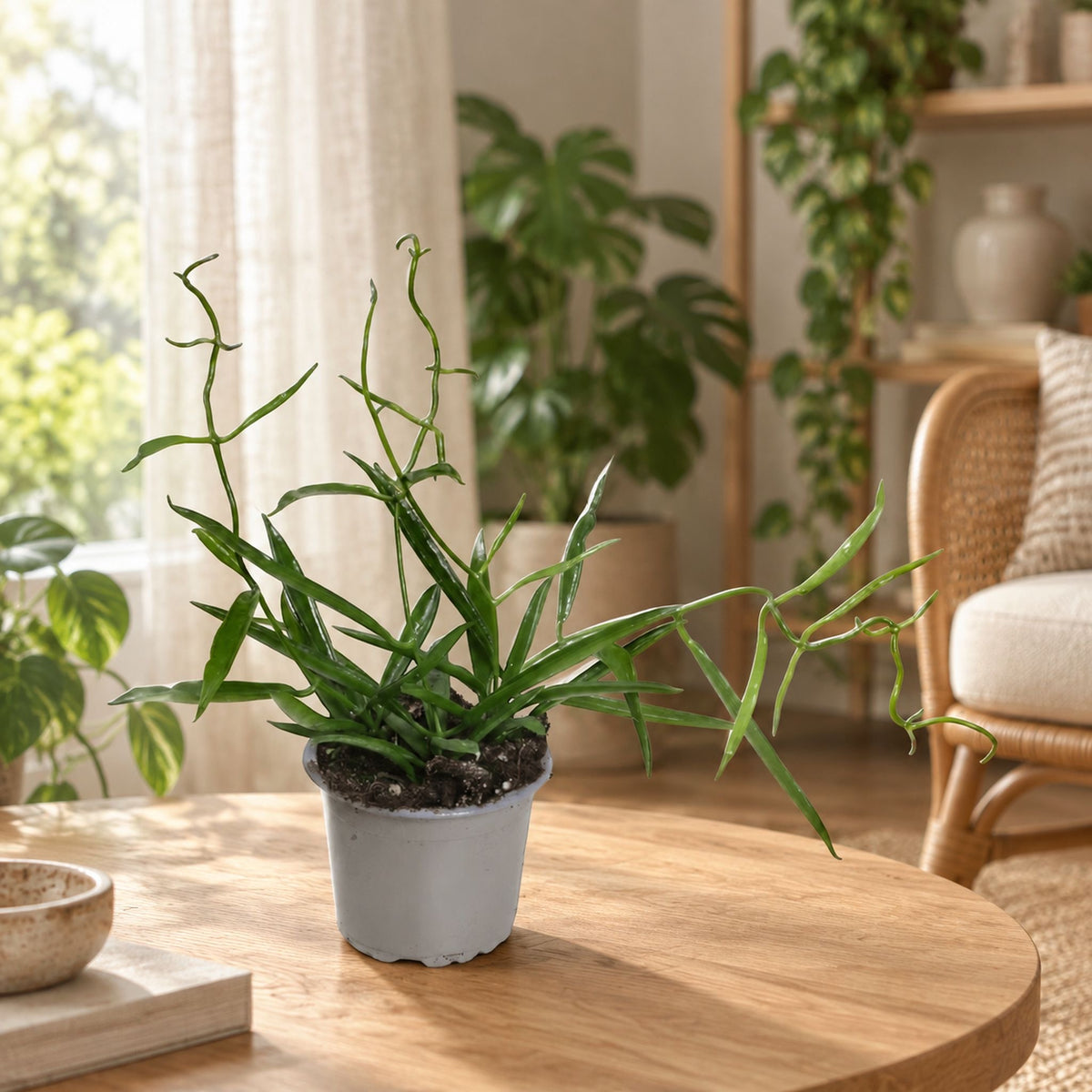 Hoya longifolia