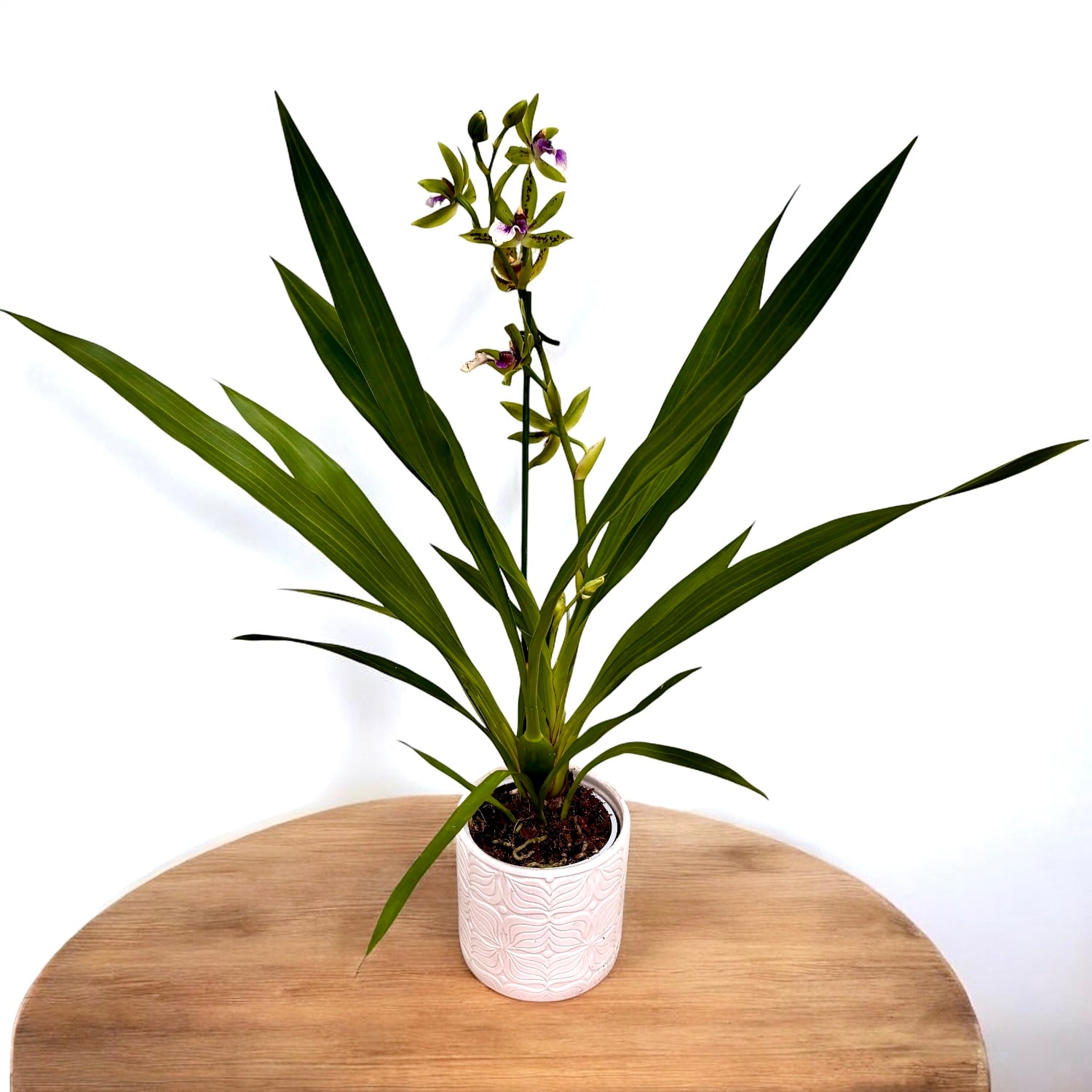 Ibrido di Zygopetalum - fiori profumati