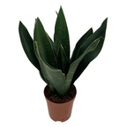 Sansevieria 'Black Diamond' D12