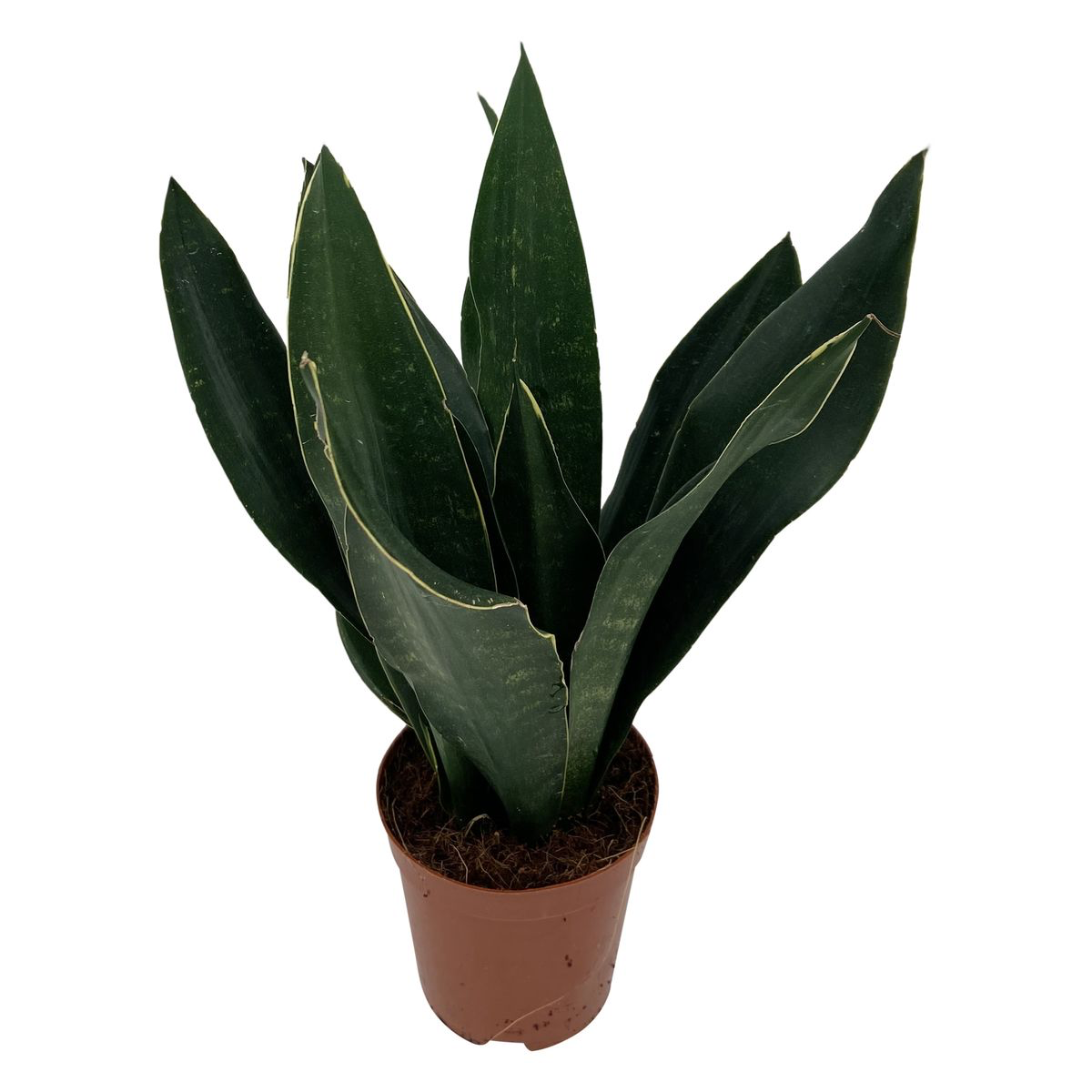 Sansevieria 'Black Diamond' D12