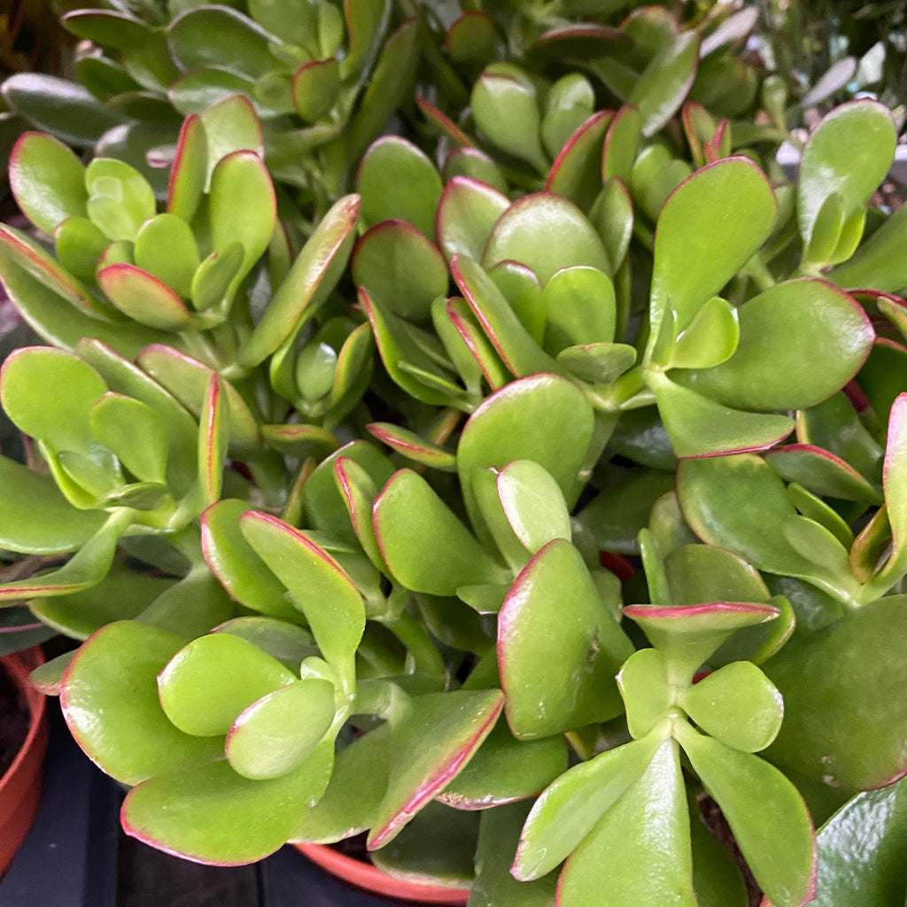 Crassula ovata 'Sunset Canaris' (arbre à argent) 2pp