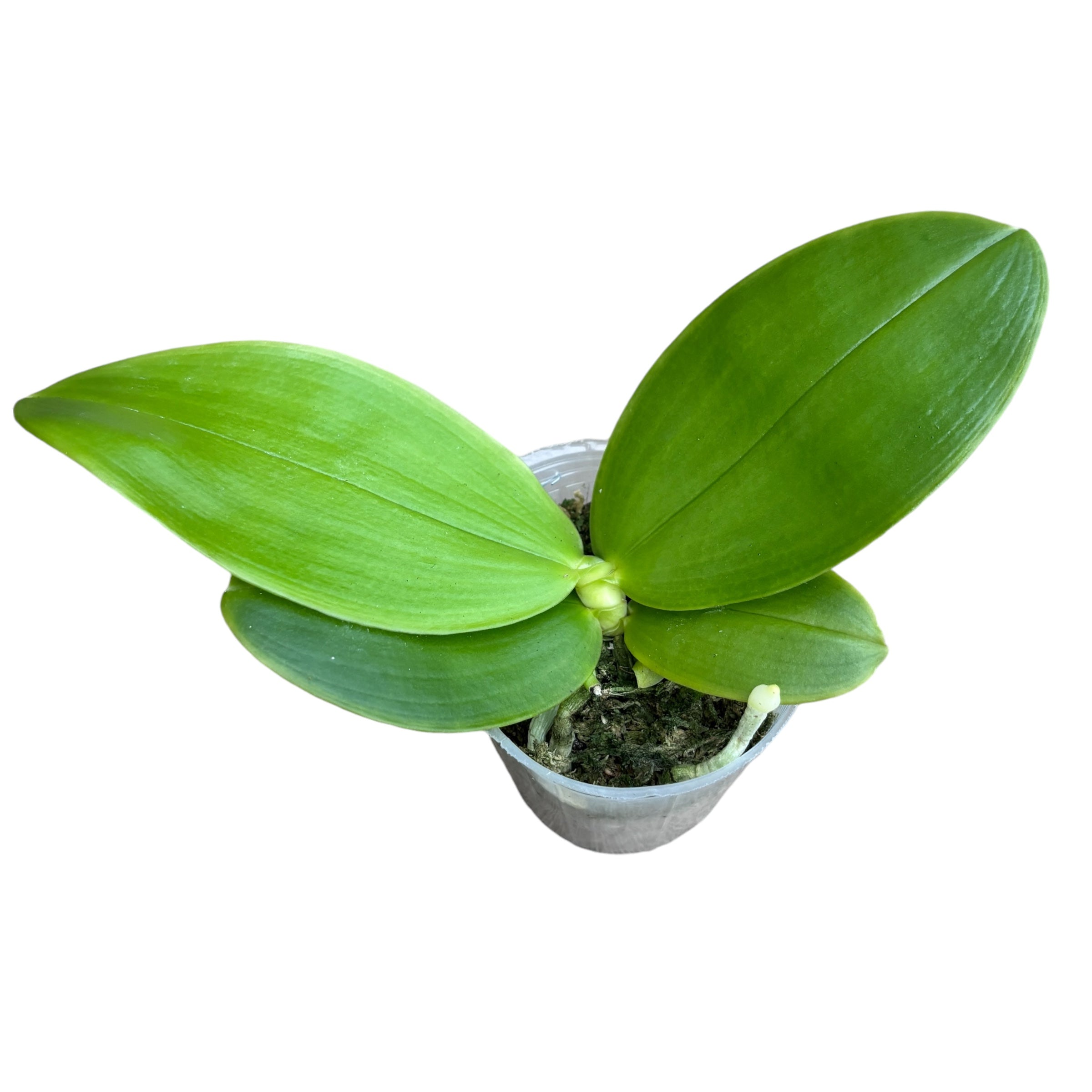 Phalaenopsis Samera var. red (bellina × violacea) parfumata