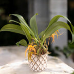 Bulbophyllum lobbii - exemplare dezvoltate