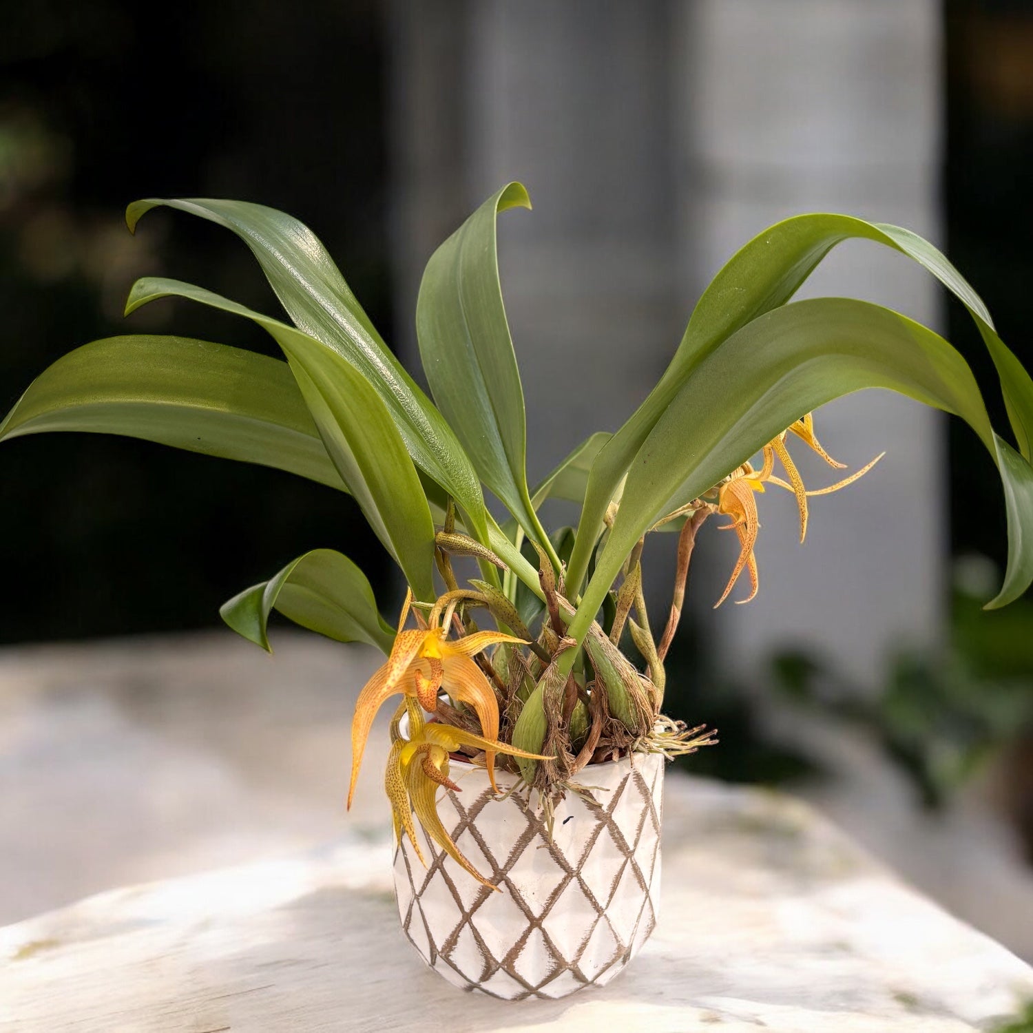 Bulbophyllum lobbii - exemplare dezvoltate