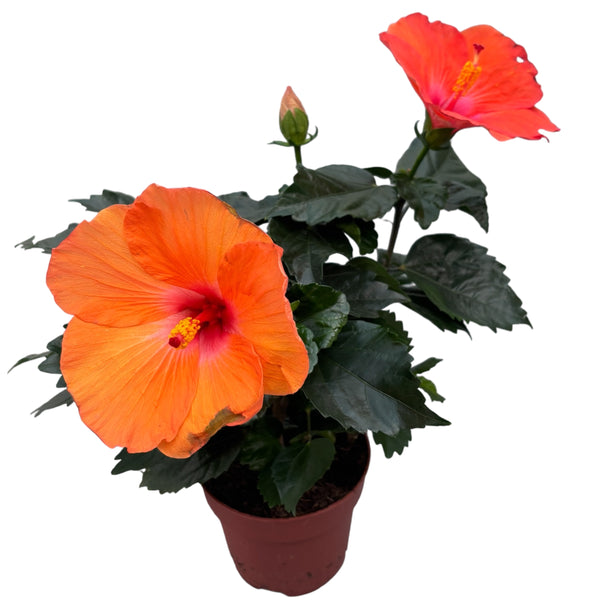 Hibiscus 'Adonicus Salmon' - flori xl (2 plante/ghiveci)