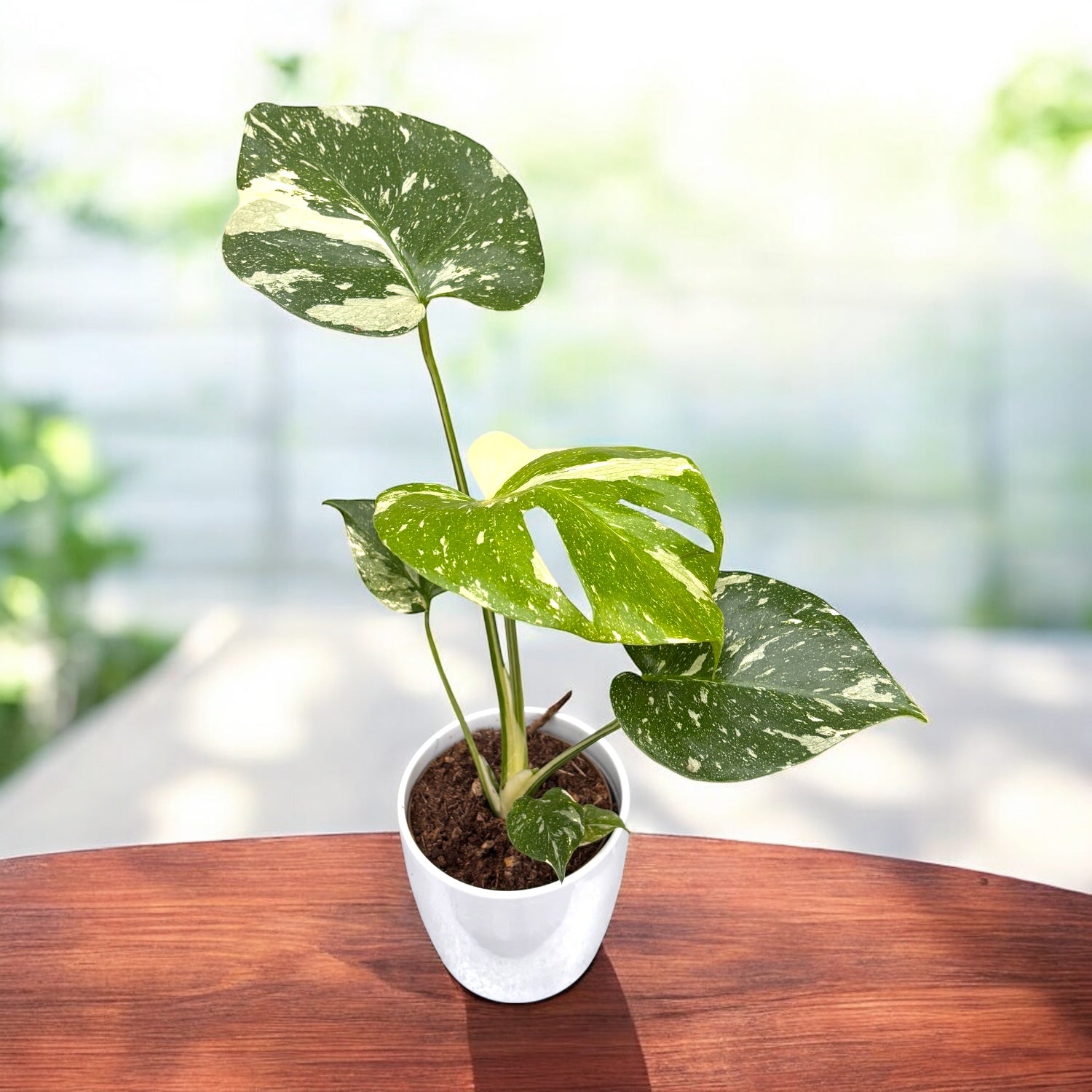 Monstera variegata 'Thai Constellation'