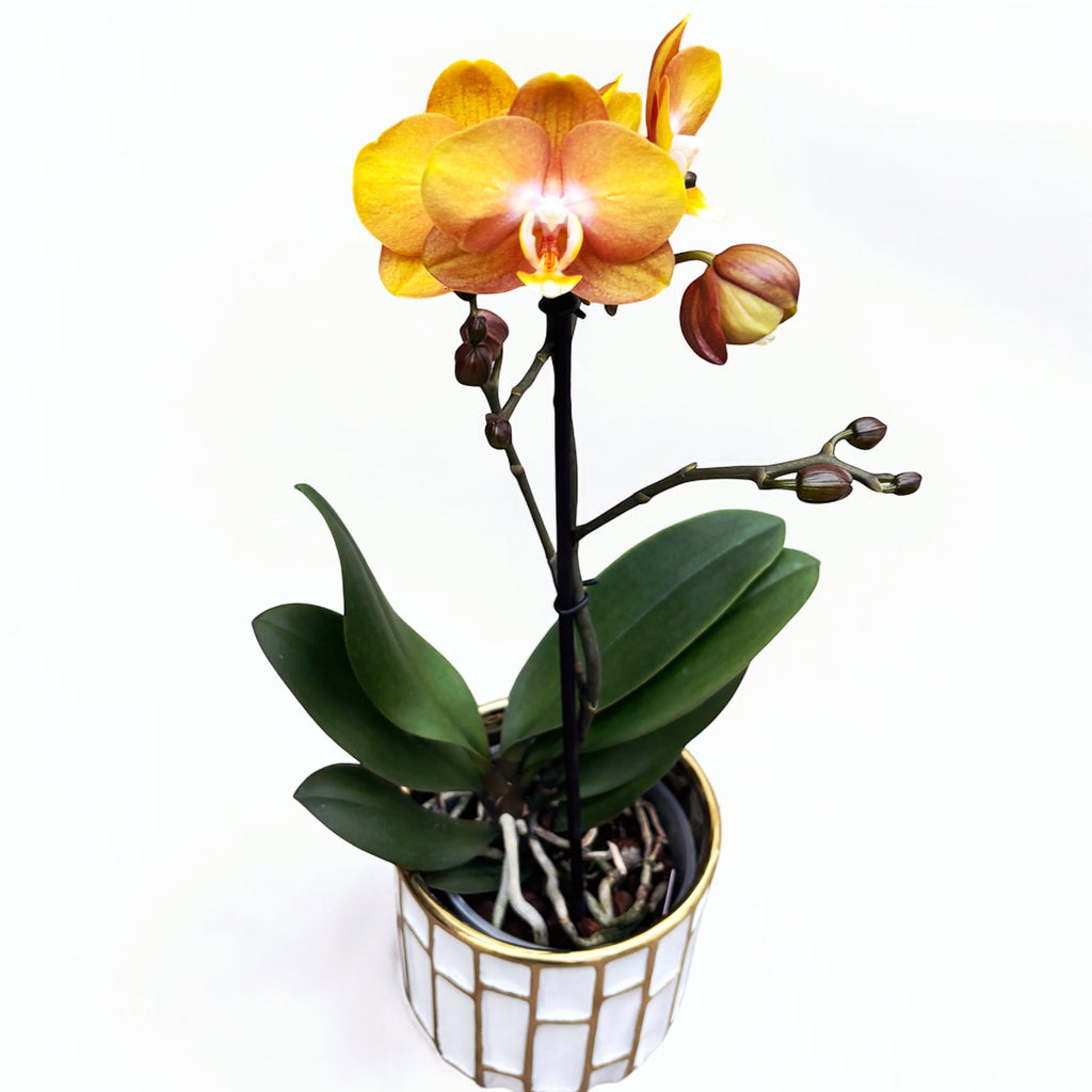 Phalaenopsis Phalfamzol (Las Vegas)