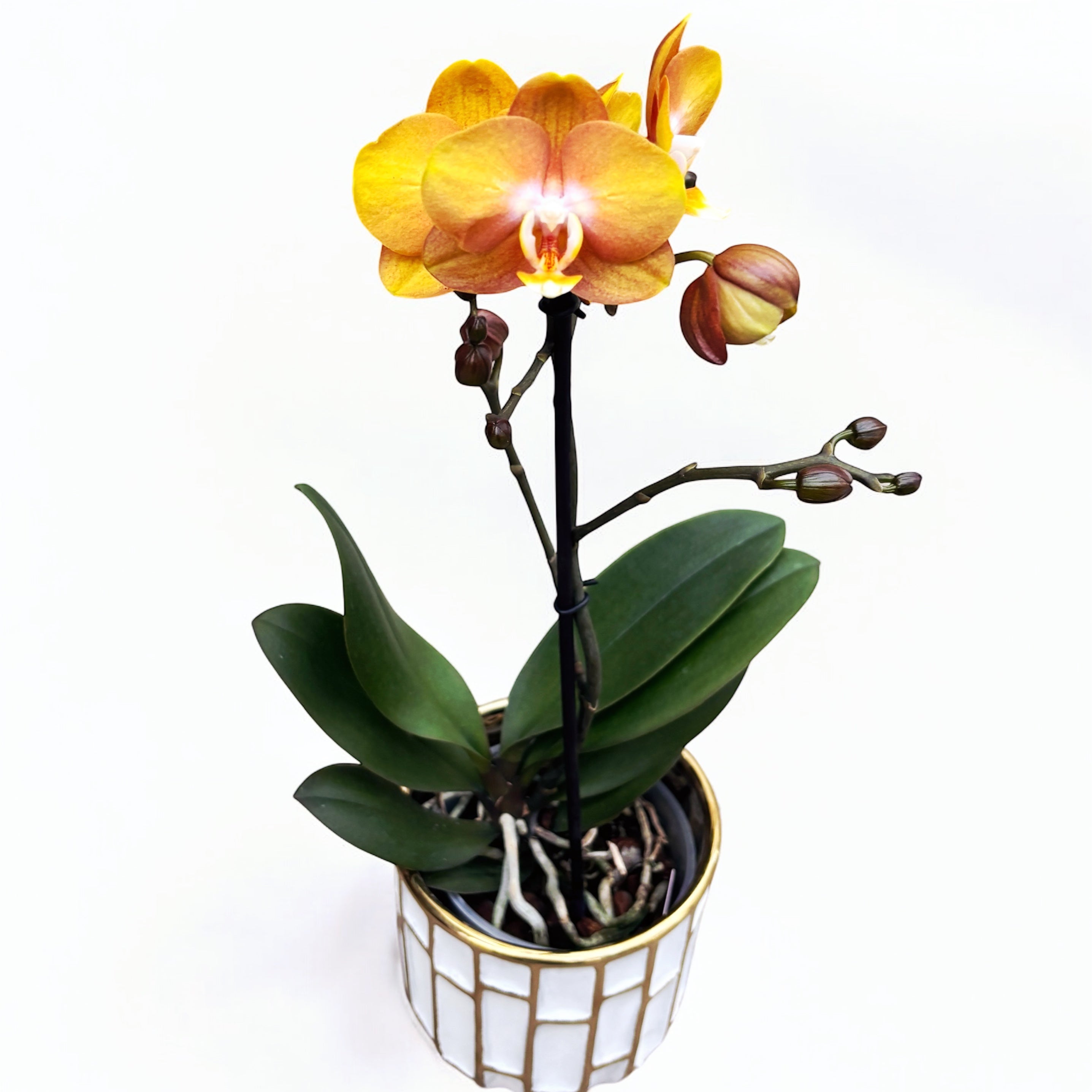 Phalaenopsis Phalfamzol (Las Vegas)