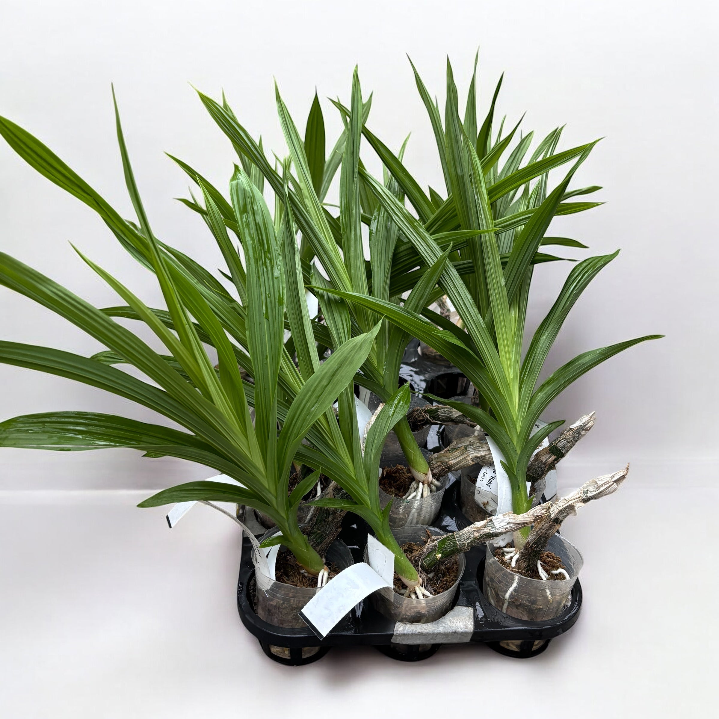 Cycnodes Taiwan Orange 'Ruby' - fragrant