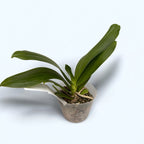 Phalaenopsis Valentinii (Phal. cornu-cervi × Phal. violacea) - flori parfumate