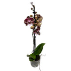 Phalaenopsis ‘Limited #17’ big lip