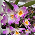 Dendrobium 'Bright Eye' - flori parfumate