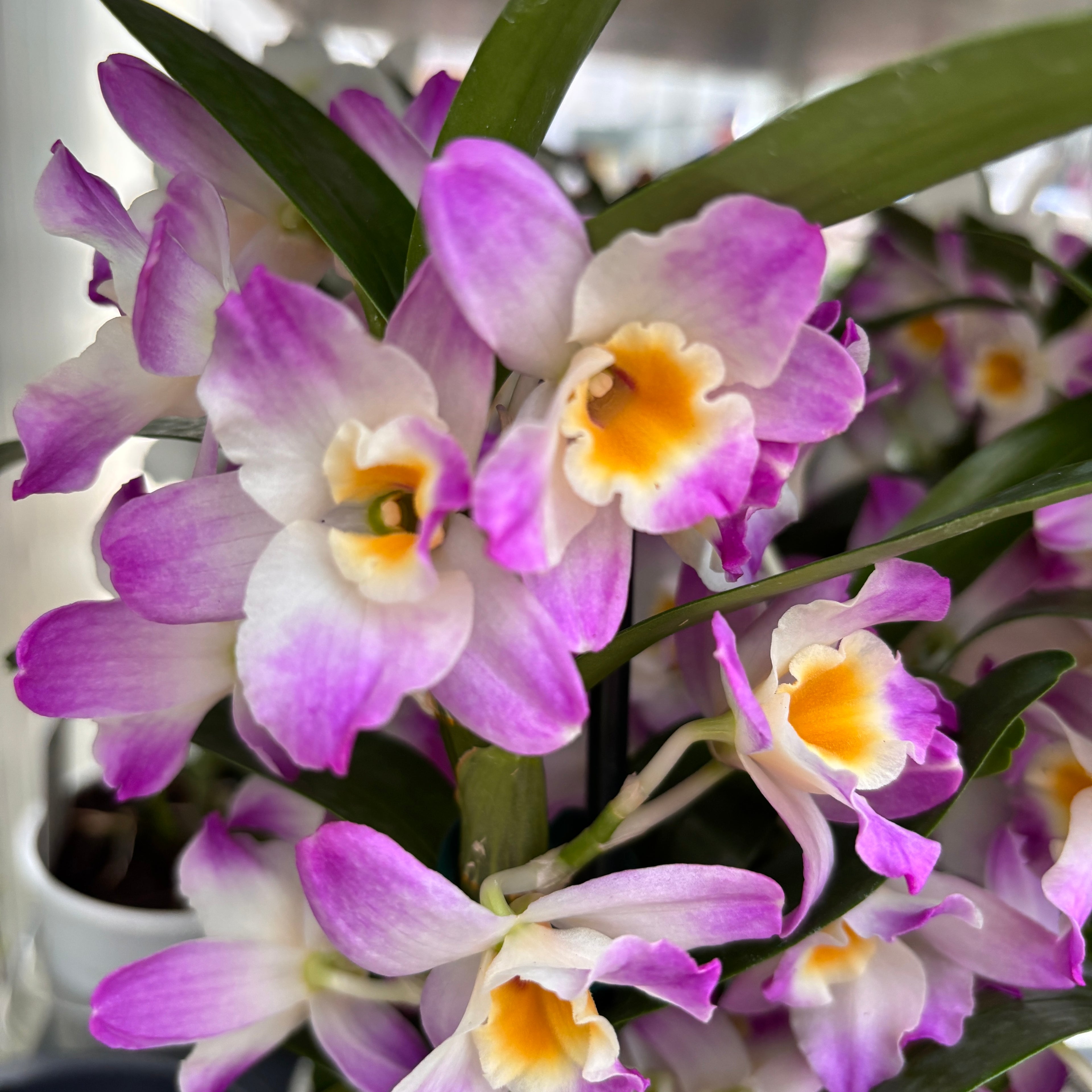 Dendrobium 'Bright Eye' - flori parfumate