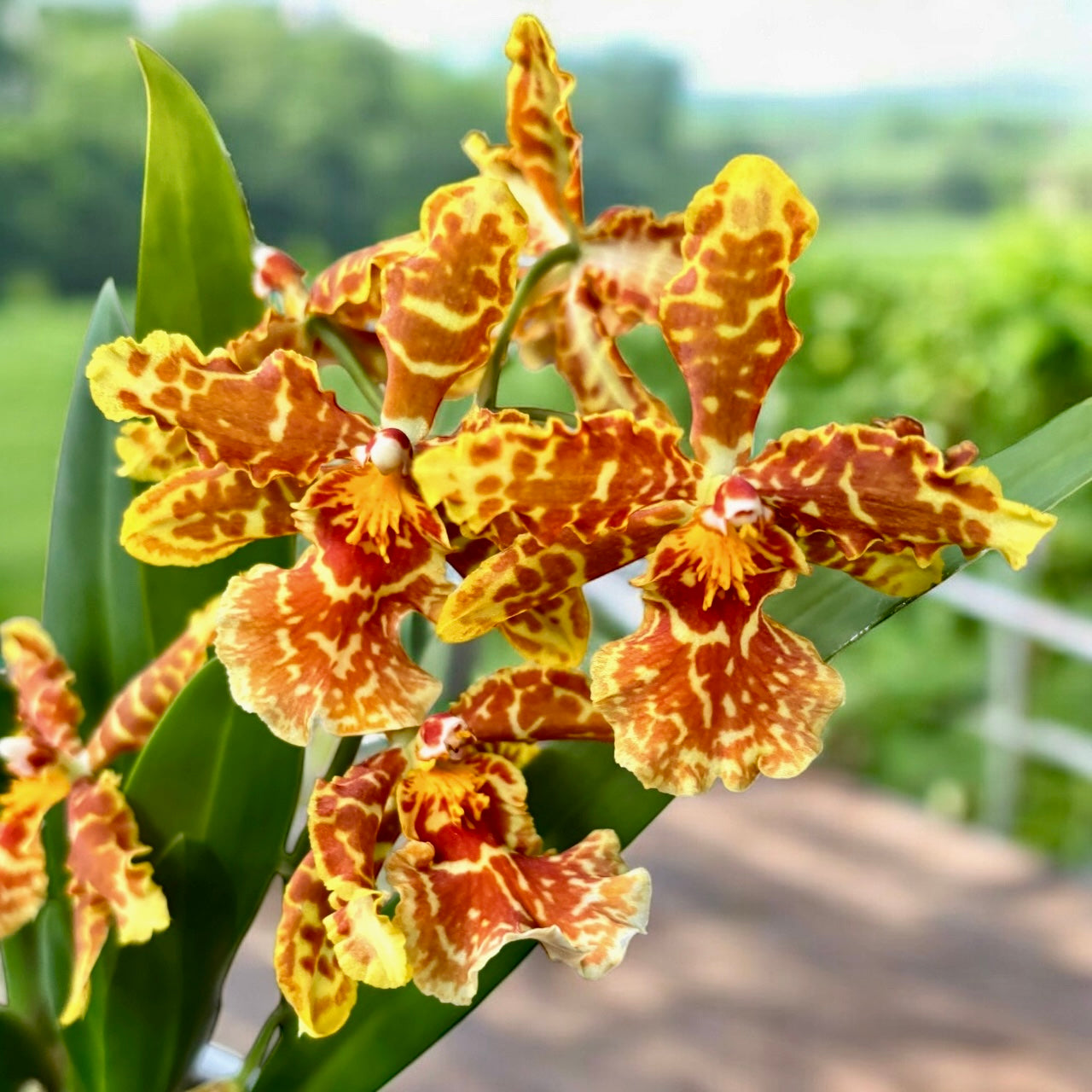 Odontocidium Golden Mirth « Filini’s Gold Dust » - parfumé