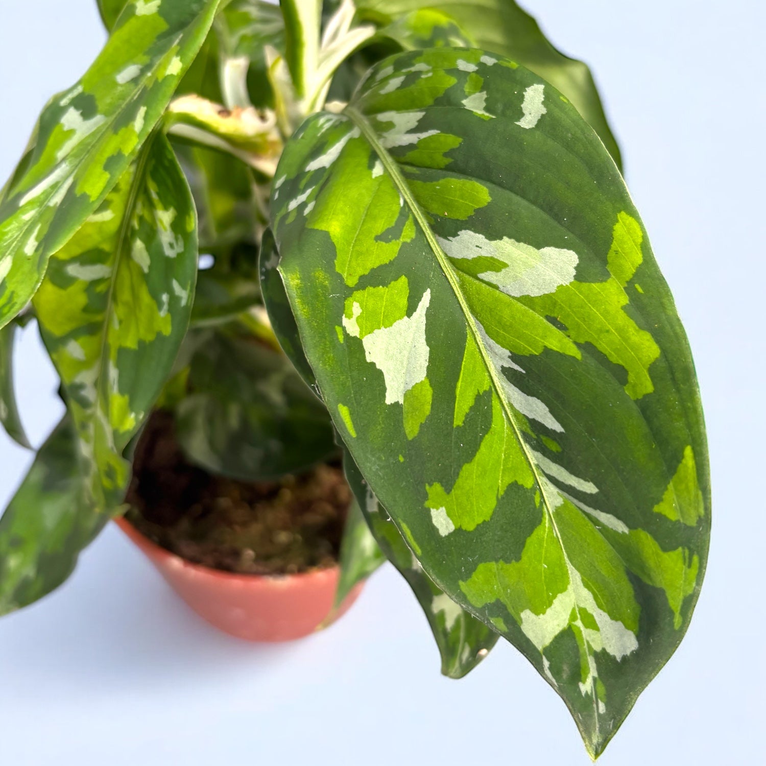 Aglaonema pictus ‘Tricolor’ (bush) D12