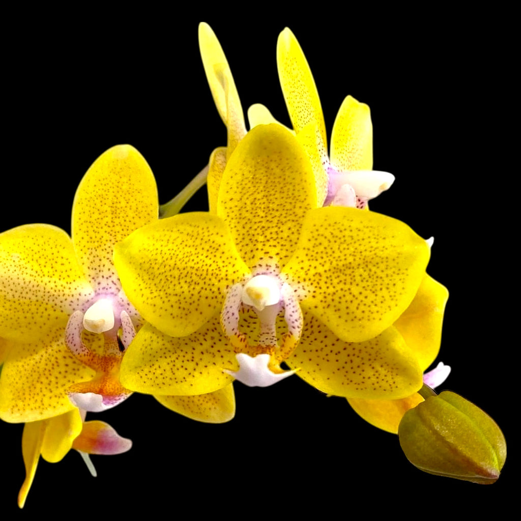 Phalaenopsis Sogo Ginger Glam