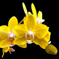 Phalaenopsis Sogo Ginger Glam - flori parfumate