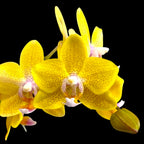 Phalaenopsis Sogo Ginger Glam - flori parfumate