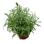 Potted Lavender - Lavandula stoechas (Spanish Lavender, French Lavender)