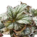 Begonia Bewitched 02