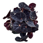 Бегония Magic Colours 'Black Mambo'