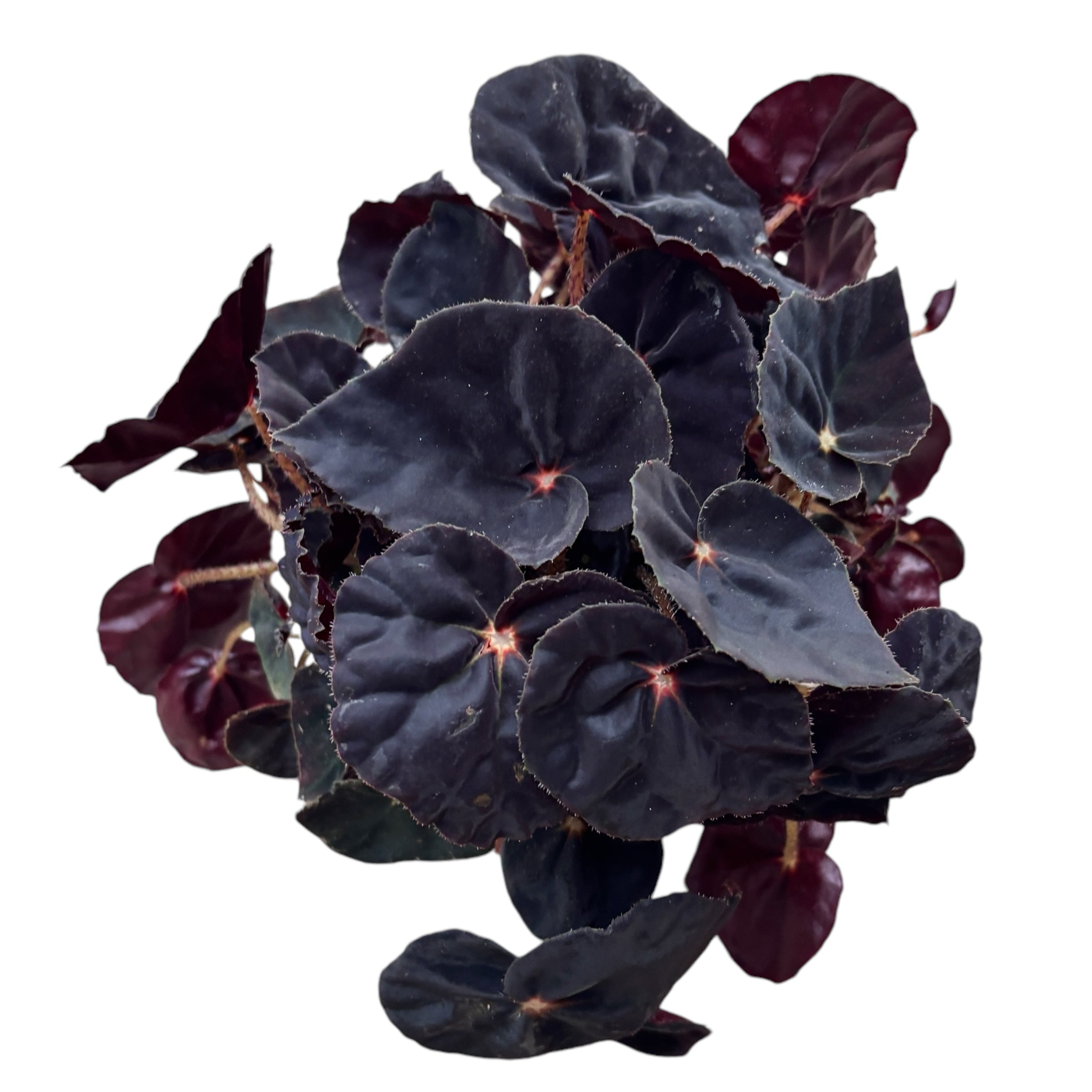 Begonia Magic Colours 'Black Mambo'