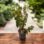 Ароматна жасминова, двойно цвете - Philadelphus 'Virginal' (Мокър оранж)