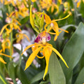 Prosthechea (Encyclia) cochleata var. cochleata - tuoksuva