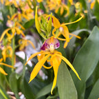 Prosthechea (Encyclia) cochleata var. cochleata - tuoksuva
