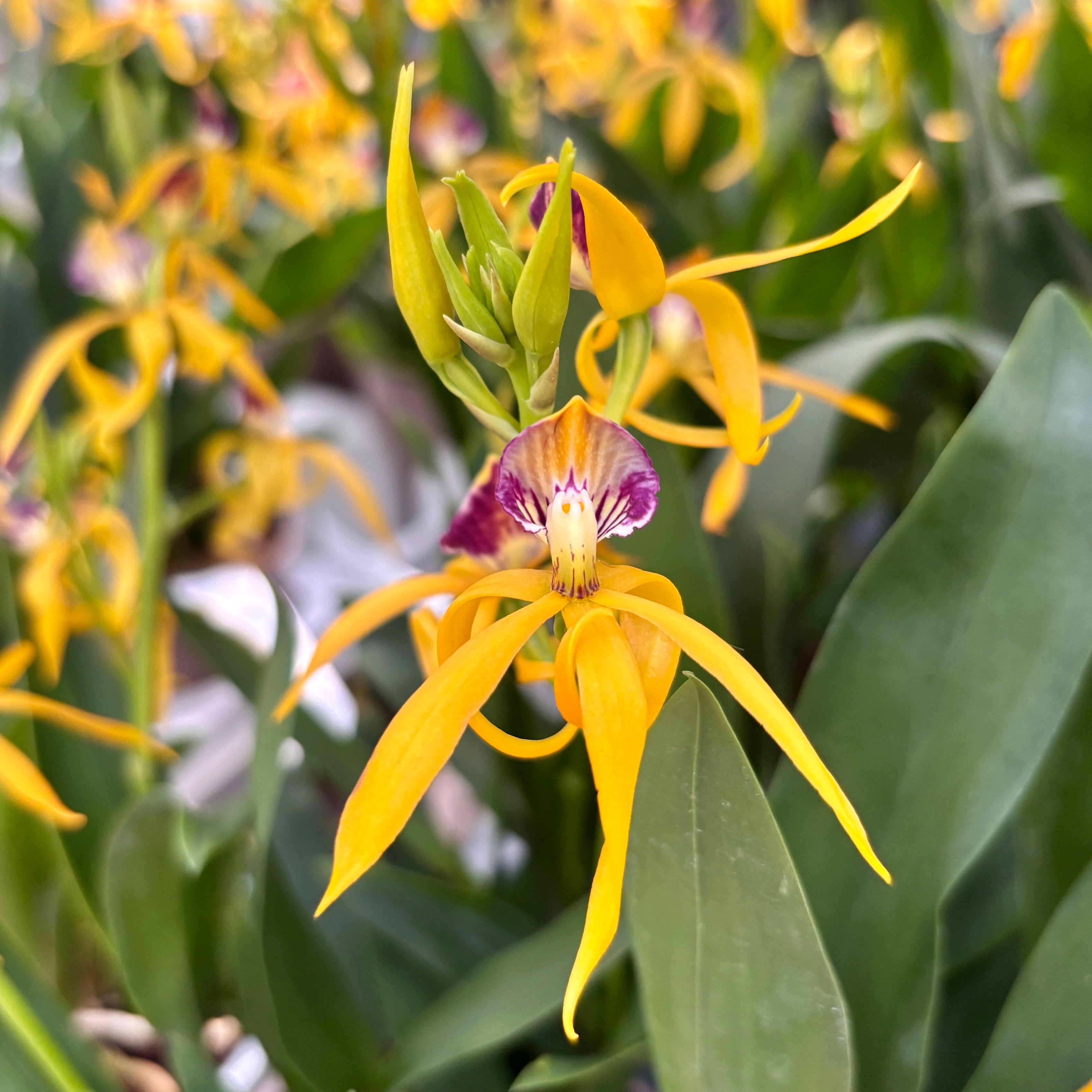 Prosthechea (Encyclia) cochleata var. cochleata - duftend