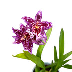 Vuylstekeara Melissa Brianne