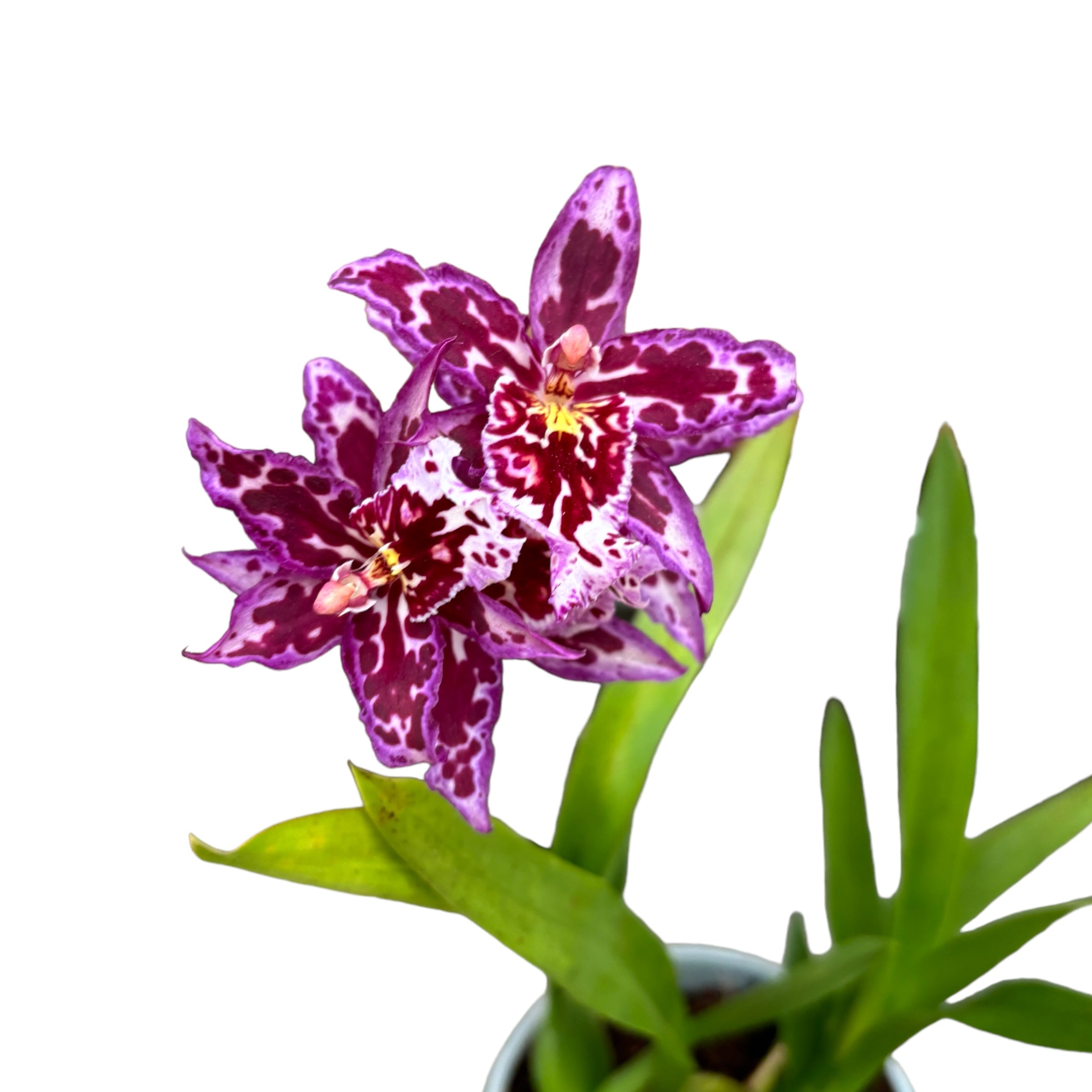 Vuylstekeara Melissa Brianne