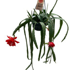 Epiphyllum ackermannii rosu (Red Orchid Cactus) - exemplare XL