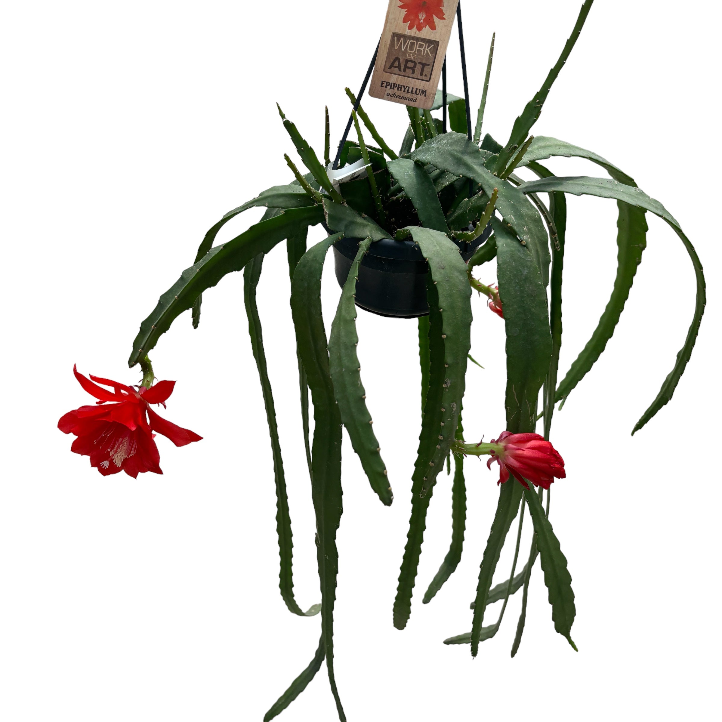 Epiphyllum ackermannii rosu (Red Orchid Cactus) - exemplare XL